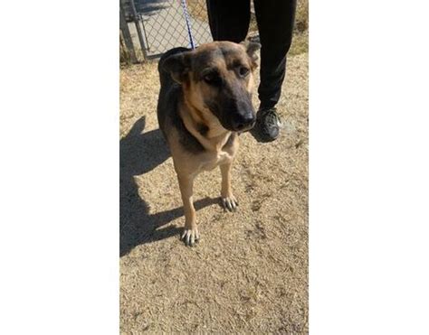 city of bakersfield animal care center|Adopt A Dog .